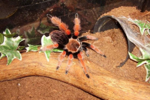 Brachiplla beeom - spiderman: sve informacije Brachiplla beeom - spiderman: sve informacije